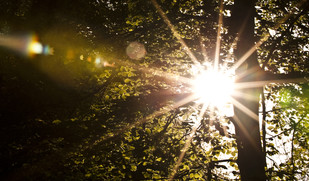 Solen skinner gennem trækronerne i bøgeskov